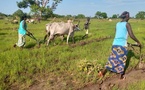 Tchad : Perspectives favorables pour la saison agricole malgré des disparités pluviométriques
