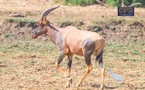 Tchad - Tourisme : À la rencontre du Damalisque, une merveille de la savane tchadienne