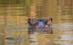 Tchad : Alerte à l'anthrax après la mort d'hippopotames à Youé