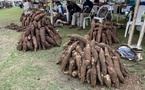 Cameroun : Le festival international du manioc bat son plein à Douala