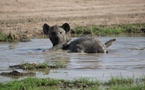 La hyène : un rôle crucial pour la santé des écosystèmes