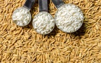 Riz paddy : la CEMAC atteint 774 000 tonnes en 2024 grâce au Tchad