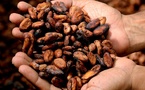 Côte d'Ivoire : initiative novatrice pour protéger les enfants dans les communautés productrices de cacao