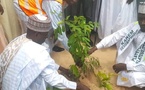 Tchad : Campagne de reboisement pour lutter contre la désertification