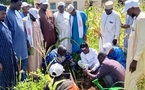 Tchad : Des associations plantent des arbres à Moundou