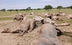 Tchad : 33 dromadaires foudroyés dans le Sud Kanem