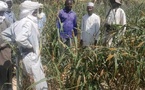 Tchad : Des hectares de champs de mil dévastés par des chenilles à Wouro, dans le Kanem