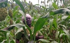 Tchad : Inquiétude des cultivateurs du Guéra Malgré un bon début de saison pluvieuse