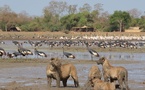 Tchad : l’Union européenne réagit à la résiliation des accords avec African Parks Network