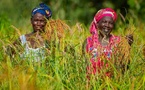 Agriculture et sécurité alimentaire en Afrique : La BAD reçoit une première allocation de 14 millions de dollars