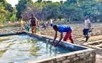 Moyen-Chari : Du savoir au faire, le projet RENFORT propulse les jeunes vers l'agrobusiness