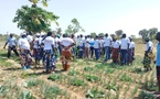 Tchad : les agripreneurs en visite d’échange à Kélo pour renforcer leurs compétences