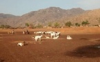 Tchad : vol de bétail à Andé (Guéra), une mobilisation exemplaire permet la récupération des animaux