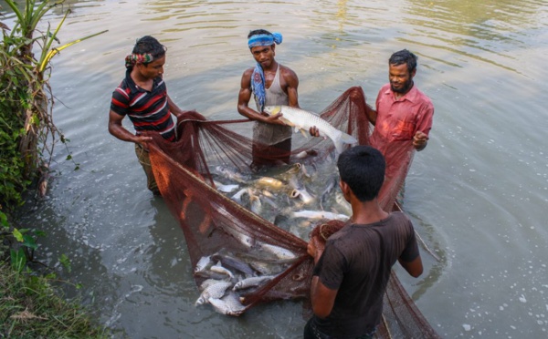 Quand les États-Unis et l’Inde forment des agriculteurs d’Afrique et d’Asie