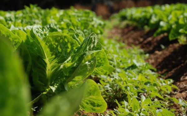 Pour lutter contre les changements climatiques, nous devons repenser notre système alimentaire