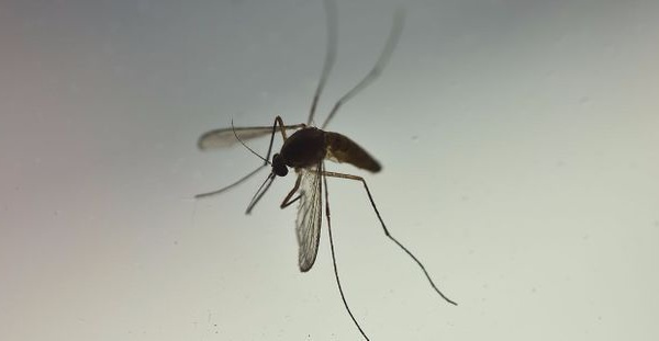 Les dirigeants et chefs d’Etat s'engagent à accélérer l'innovation antipaludique