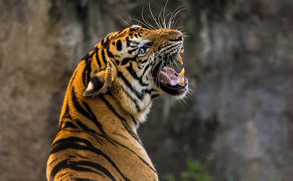 Coronavirus : un tigre testé positif à New York