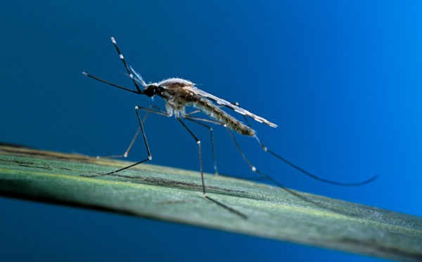 Paludisme : les pays exhortés à agir pendant la "fenêtre d'opportunité" actuelle