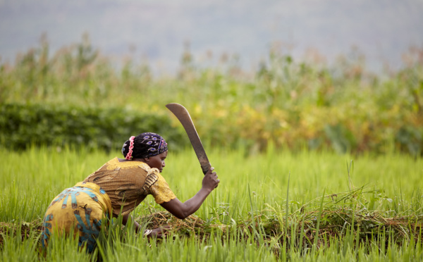 Guerre en Ukraine : prêt de 121 millions d'euros au Sénégal pour une production alimentaire d’urgence
