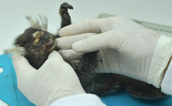 OMS : la variole du singe classée en urgence de santé publique internationale