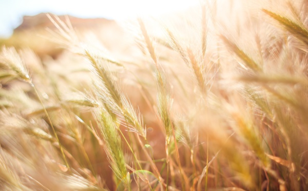 L'Égypte propose de créer et d'abriter un hub mondial d'approvisionnement en céréales