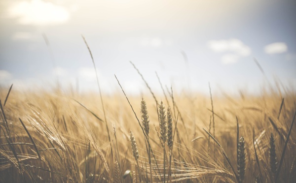 Céréales russes : l'aide doit être envoyée à huit pays africains