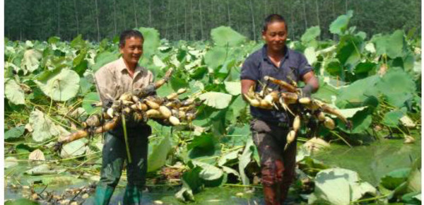 La réforme structurelle de l'offre va stimuler l’esprit créatif des Chinois