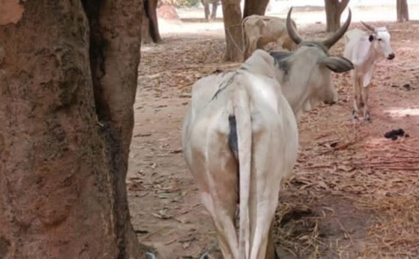 Tchad : au Guéra, des actes de vols de bétail signalés dans deux départements