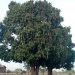 Arbres fruits mangues Moundou