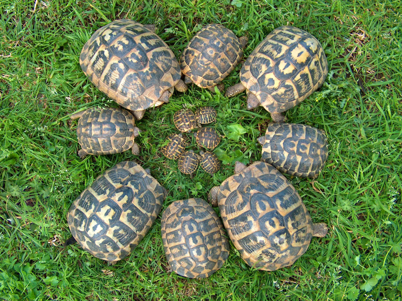Landart  turtle Family