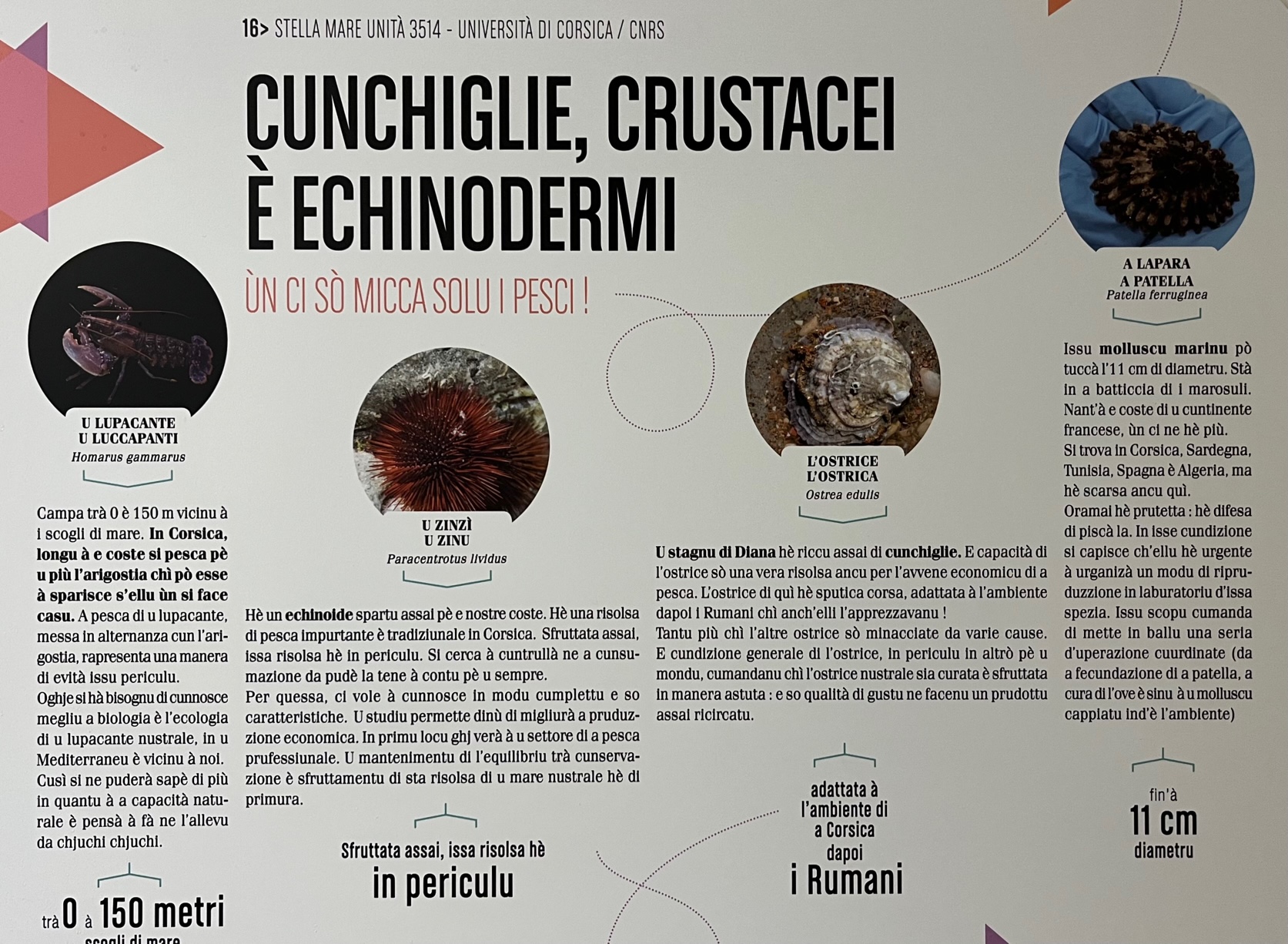 Avemu intervistatu à Antone Aiello