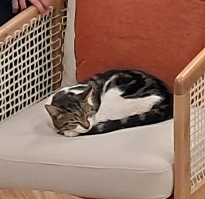 U gattu (u ghjattu o u misgiu) di a Casa di e Lingue in pienu travagliu