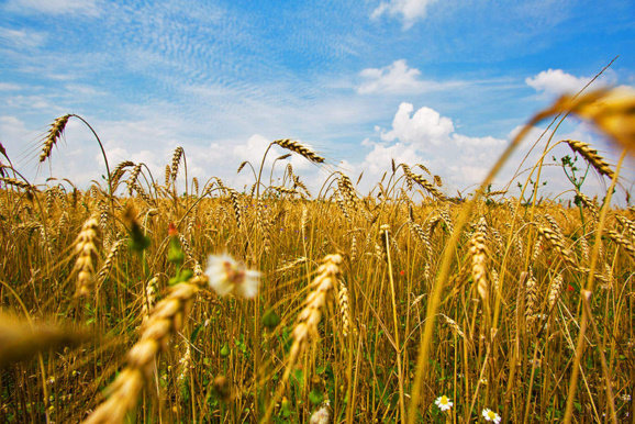 Crédits photo : Paroisse de Saint Tropez