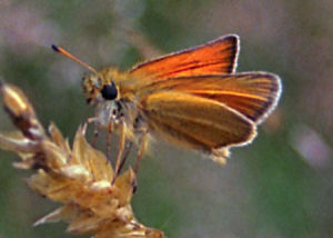 Semaine Fédérale : Course au score