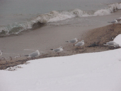 Marseille sous un joli manteau blanc...