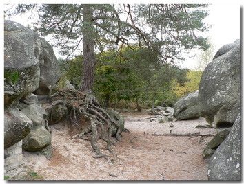 Les 3 jours de France à Fontainebleau