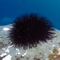 OO'Cup en Slovénie - Etapes 4 et 5