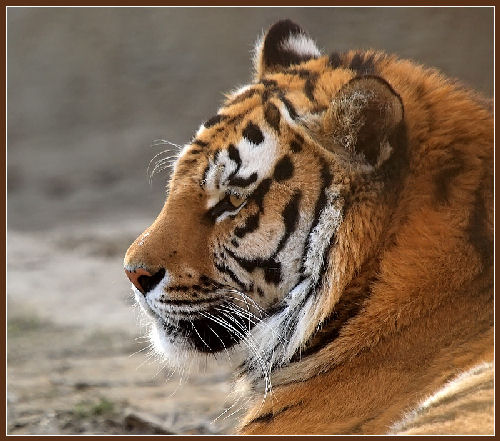 Championnats du Monde : Sprint