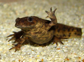 Championnat du Monde : Le meilleur relais des Françaises de tous les temps...