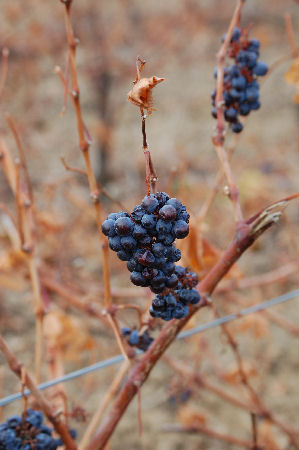 ALARIC'O aux alentours de Carcassonne