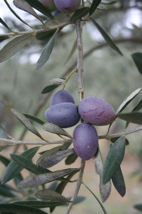 Slow Power : Régionale LR à Marguerittes