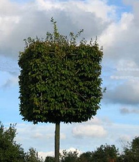 Sprint dans la forêt des arbres carrés
