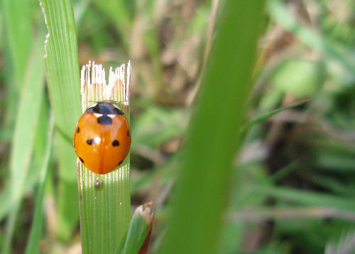 Championnats du Monde : Qualification de la Longue Distance