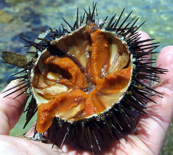 La tradition de l'oursinade dans le Sud La tradition de l'oursinade dans le Sud
