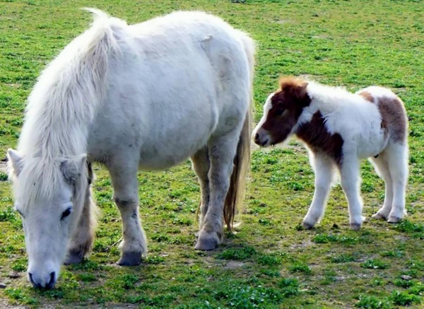 À la découverte de la ferme à Sartène