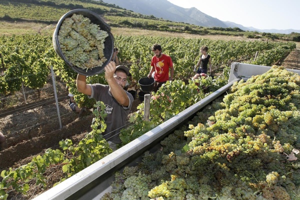 Les vins de Corse Les vins de Corse