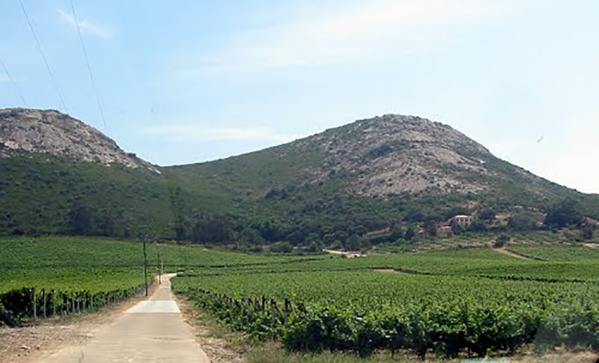 Domaine Orsini Domaine Orsini