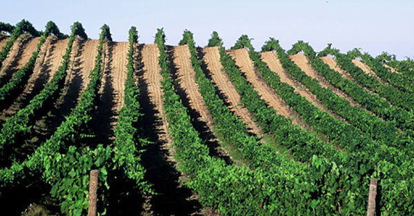 Domaine de Petra Rossa