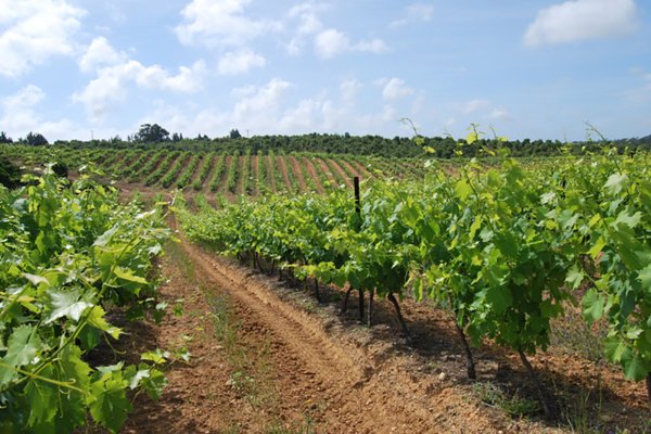 Domaine Carciarella St Hubert Domaine Carciarella St Hubert