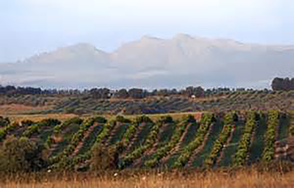 Cave Coopérative Saint Antoine